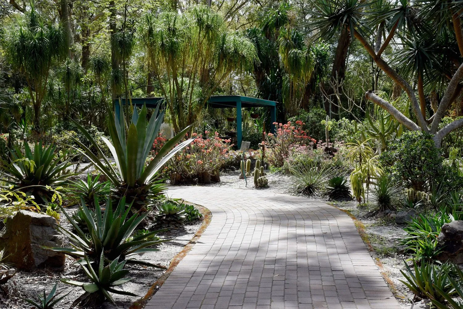 Succulent garden at Hunter Region Botanic Gardens