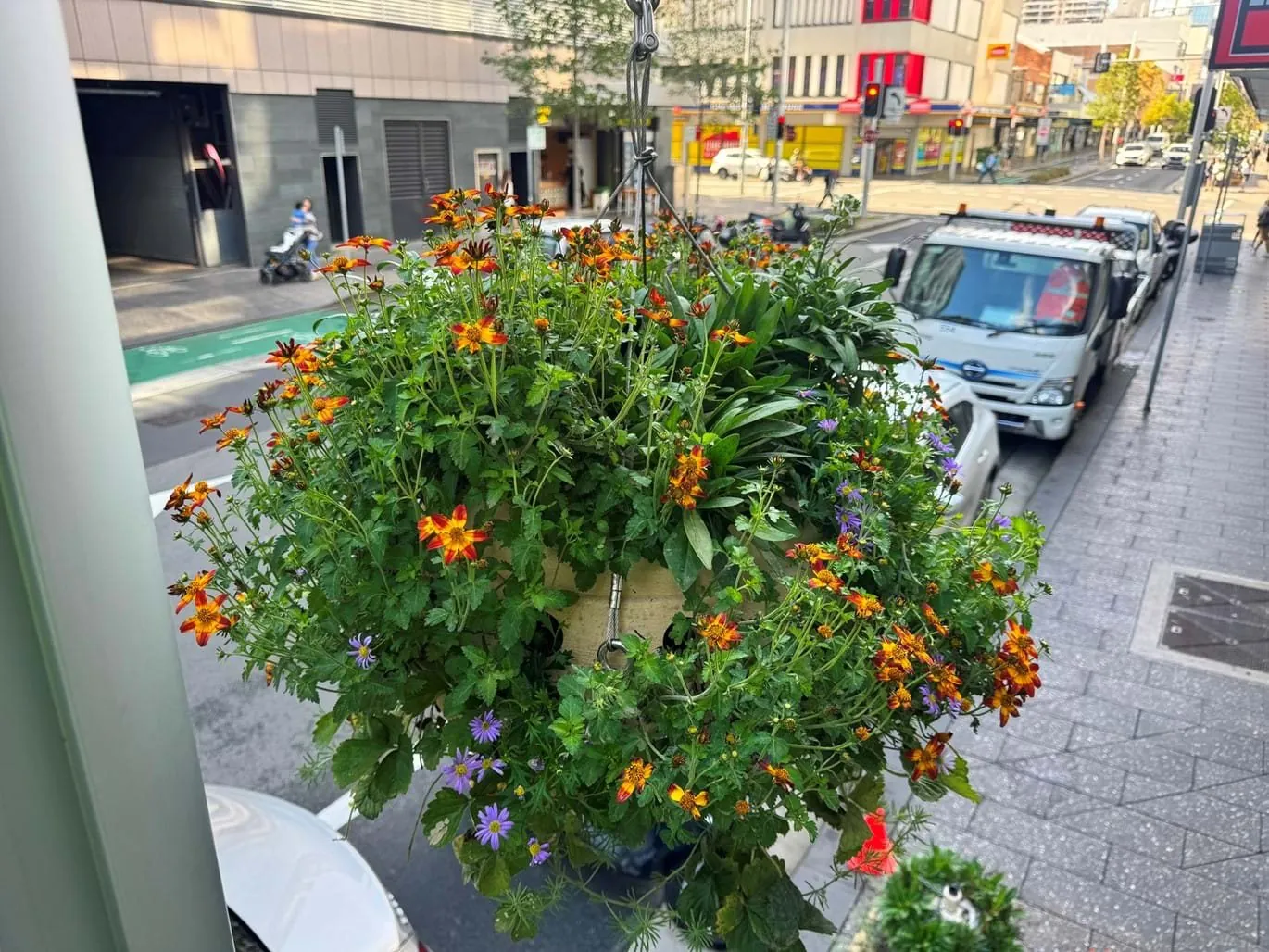 A Future Village spherical wicking hanging basket planted with vibrant flowering plants, mounted on a Bondi Junction street